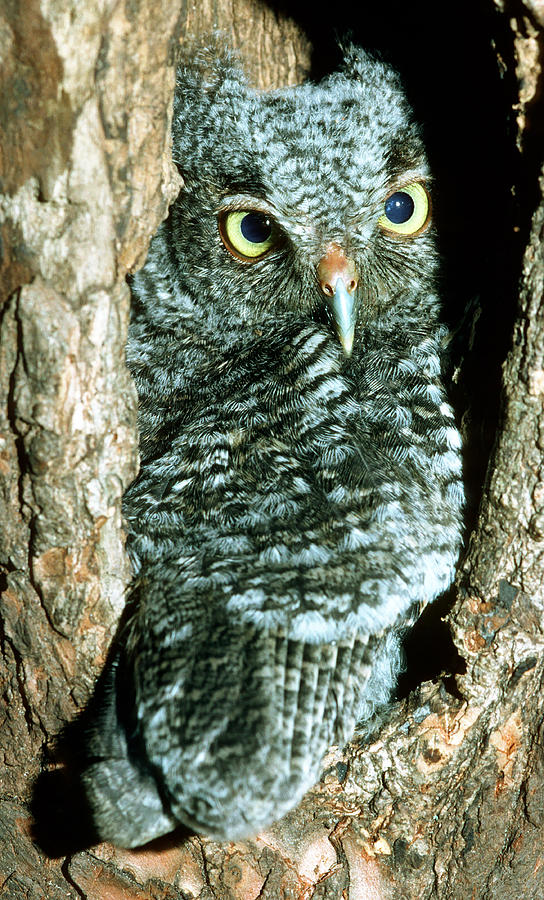 Screech Owl Chick #3 Photograph by Millard H. Sharp