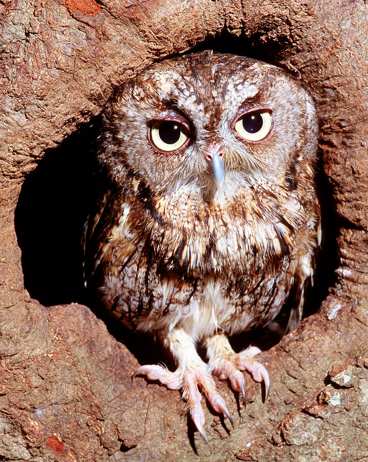 Screech Owl #3 Photograph by Millard H. Sharp