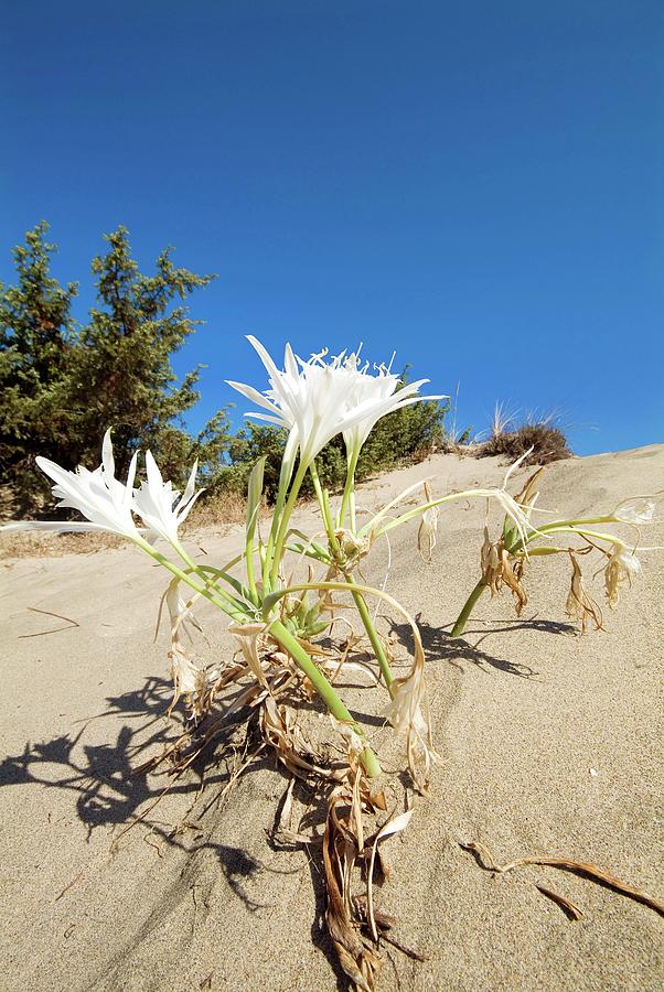 Sea Daffodil (pancratium Maritimum) Photograph by Bruno Petriglia