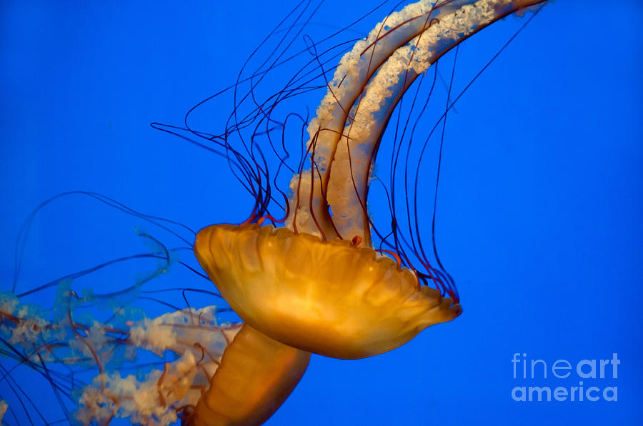 Sea Nettle Jellyfish #6 Photograph by Mark Newman
