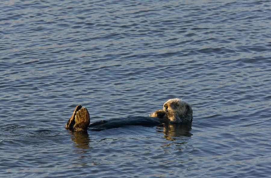 Sea Otter #3 Photograph by Science Photo Library Sea Otter #3 Photograph by Science Photo Library