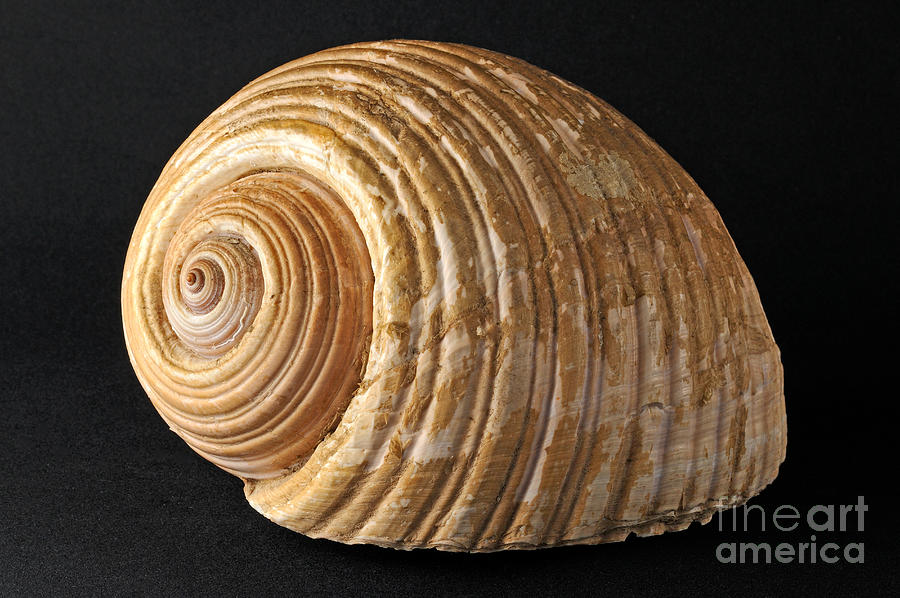 Sea shell #1 Photograph by George Atsametakis