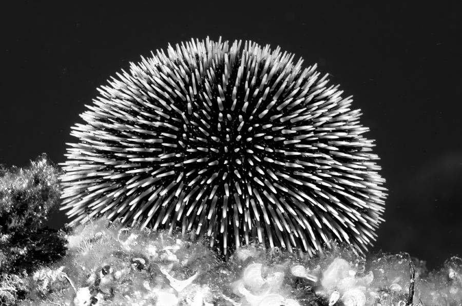 Sea Urchin #3 Photograph by Roy Pedersen