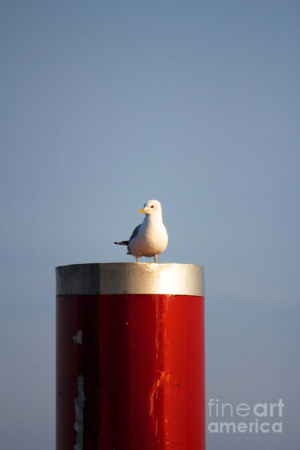 Animal Photograph - Seagull perched on Red Column #3 by Jannis Werner