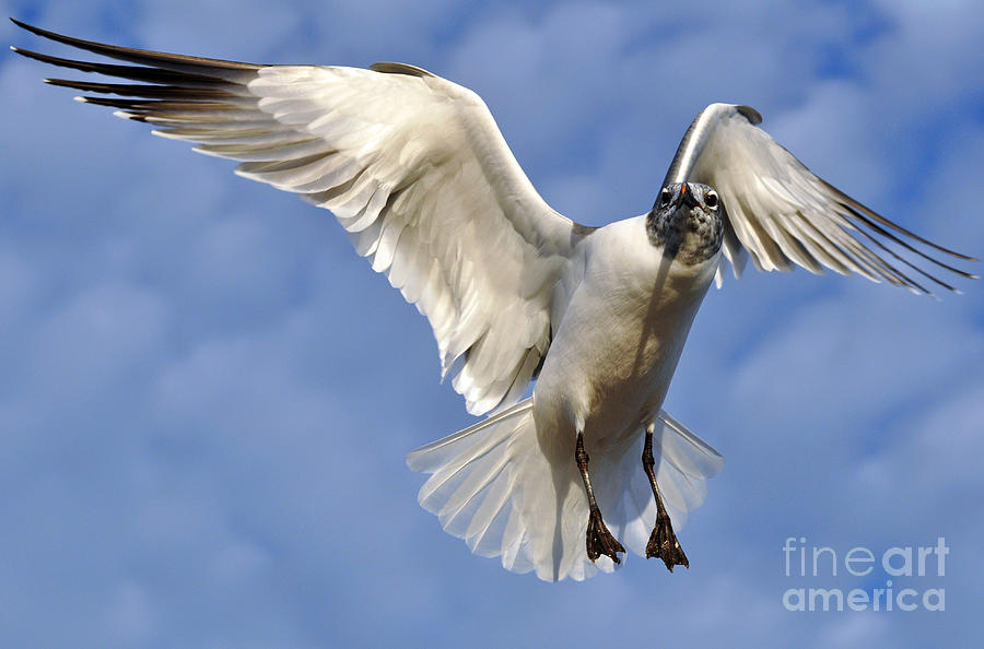 Seagull #5 Photograph by Savannah Gibbs