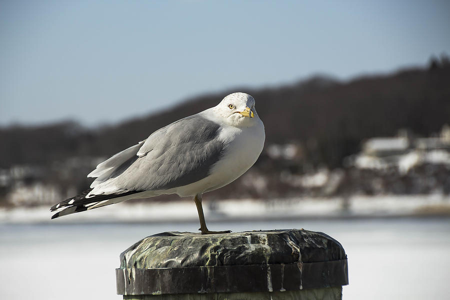 Seagull #3 Photograph by Susan Jensen