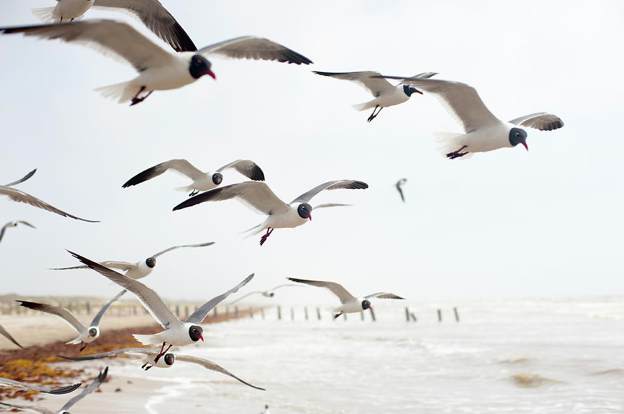 Seagulls In Flight #3 Photograph by Olga Melhiser Photography