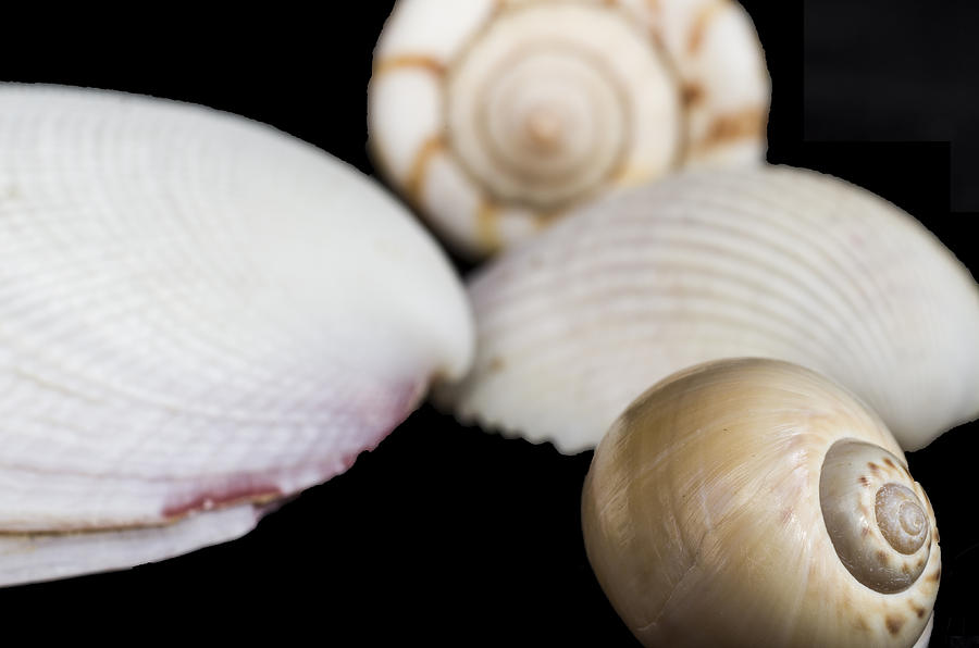Seashells #3 Photograph by Paulo Goncalves