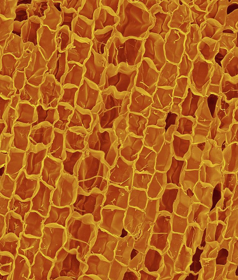 Miscellaneous Photograph - Section Through A Wine Cork #3 by Dennis Kunkel Microscopy/science Photo Library
