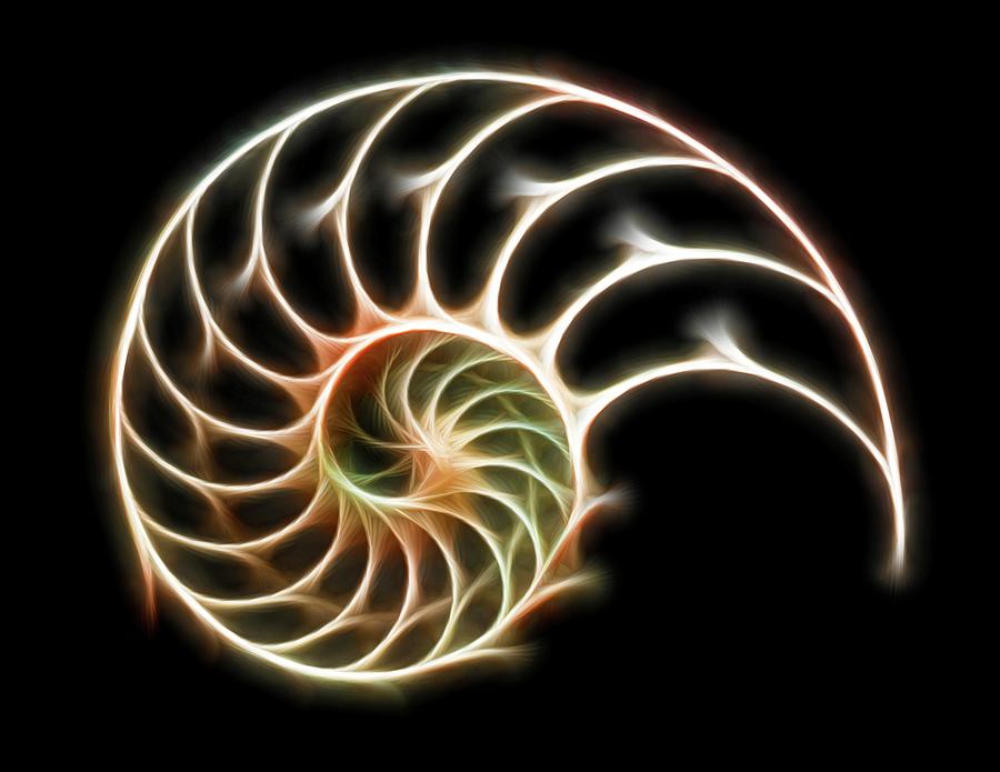 Sectioned Shell Of A Nautilus #3 Digital Art by Pasieka