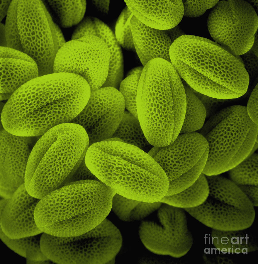 Sem Of Grass Pollen #2 Photograph by David M Phillips