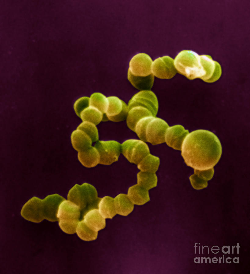 Sem Of Streptococcus #4 Photograph by David M Phillips