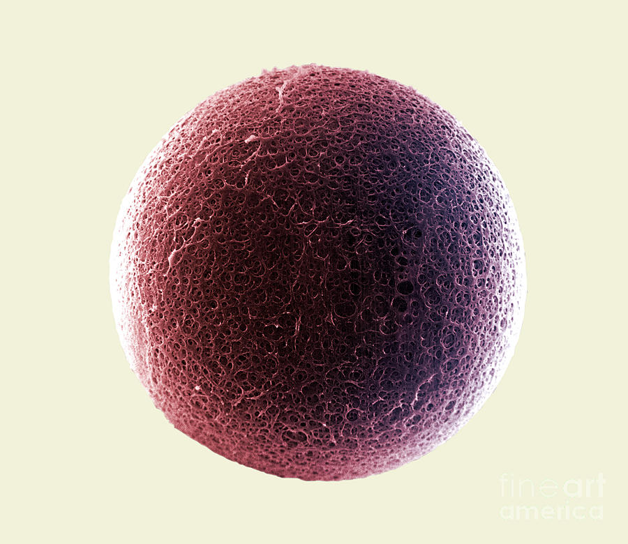 Egg Photograph - Sem Of The Surface Of The Zona Pellucida #3 by David M. Phillips