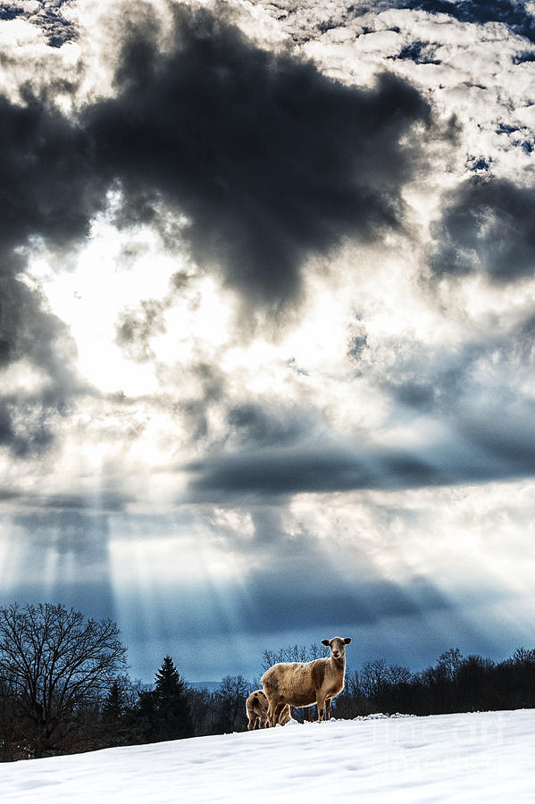 Sheep and Sun Rays #3 Photograph by Thomas R Fletcher