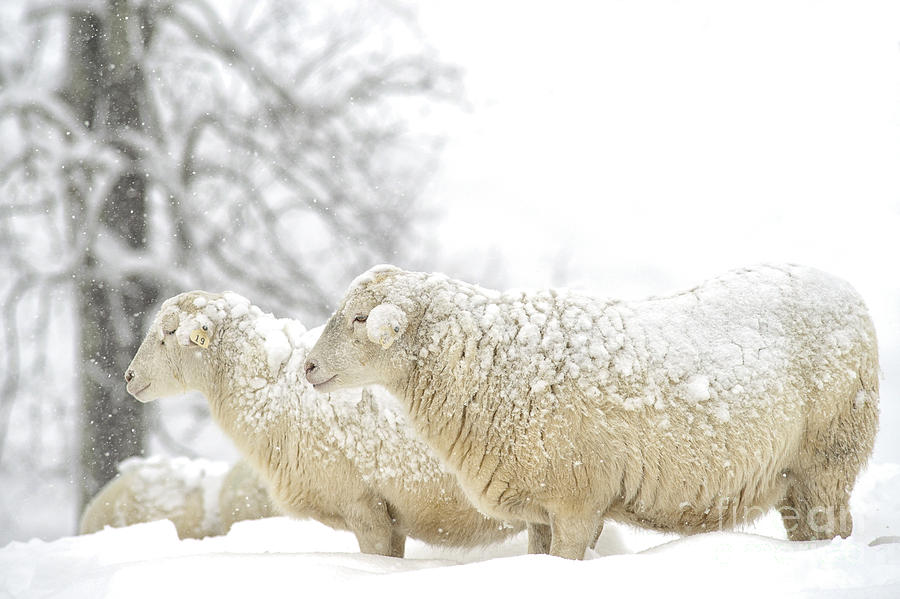 Sheep in Snow #3 Photograph by Thomas R Fletcher