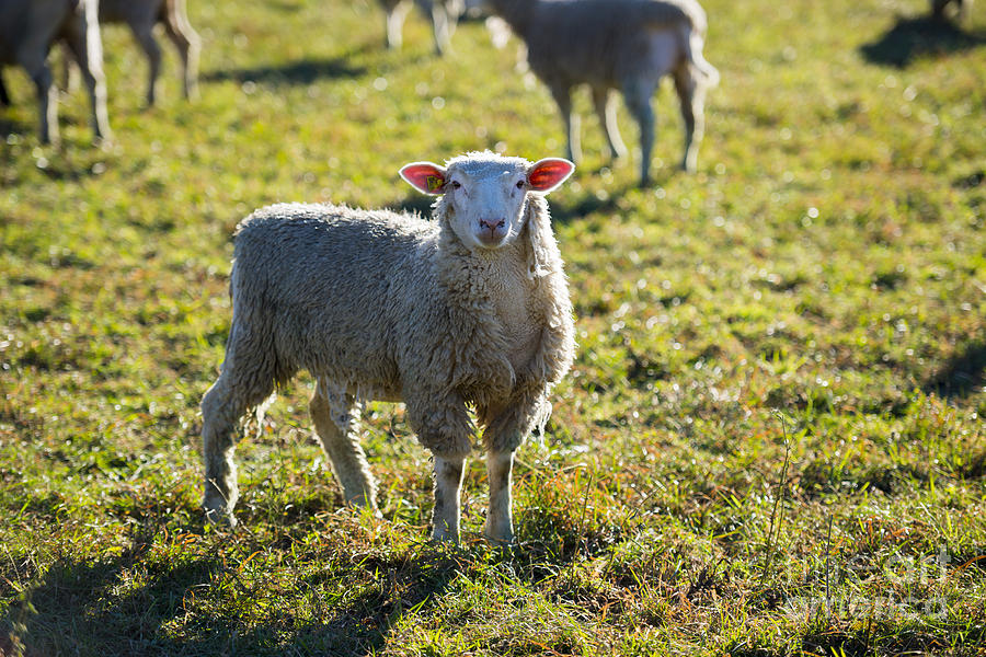 Sheep #3 Photograph by Mats Silvan
