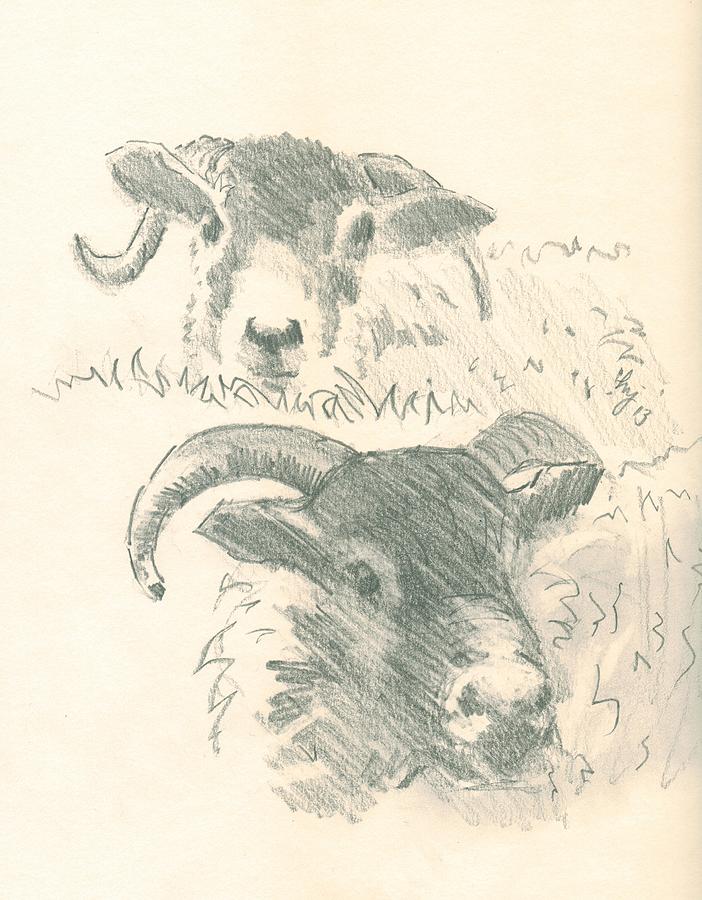 Sheep #3 Drawing by Mike Jory