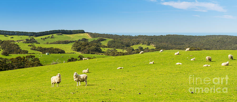 Sheep Photograph by THP Creative - Pixels