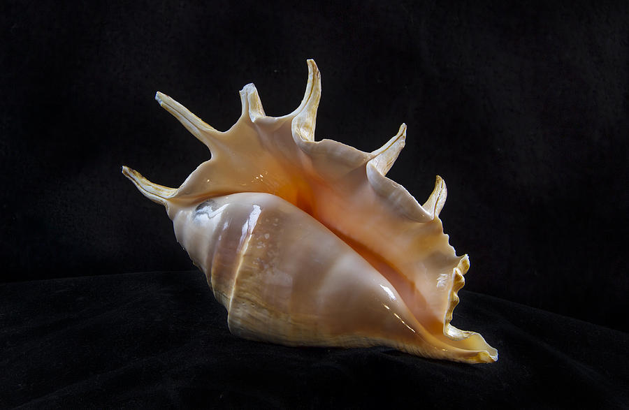 Shell #3 Photograph by Jean Noren