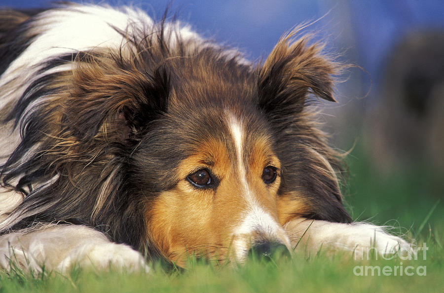 Dog Photograph - Shetland Sheepdog #3 by Rolf Kopfle