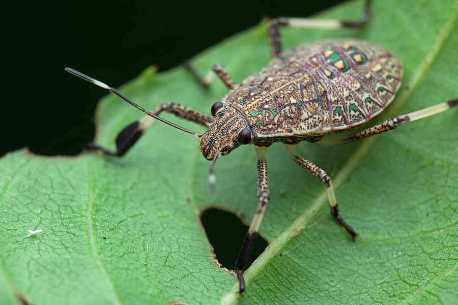 Wildlife Photograph - Shield Bug On Leaf #3 by Melvyn Yeo/science Photo Library