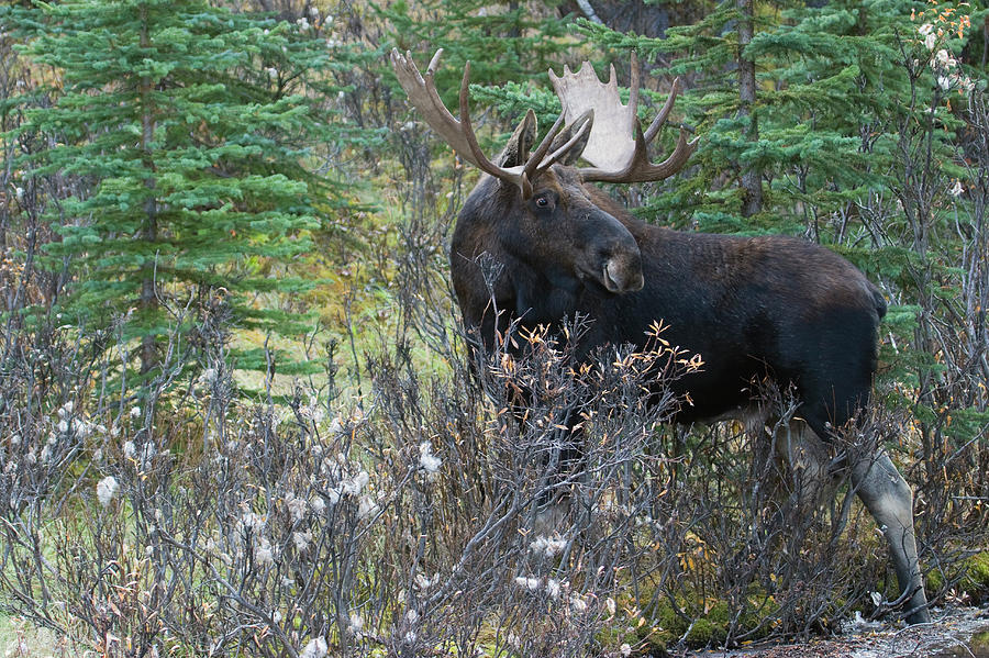 Jasper National Park Photograph - Shiras Bull Moose #3 by Ken Archer