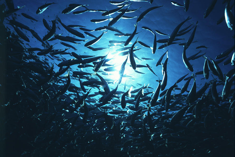 Shoal Of Fish #3 Photograph by Lionel, Tim & Alistair/science Photo Library
