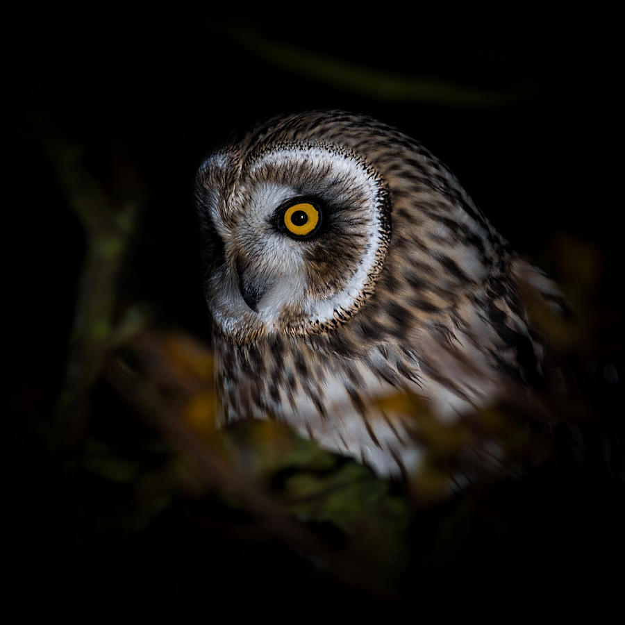 Owl Photograph - Short Eared Owl #3 by Ian Hufton