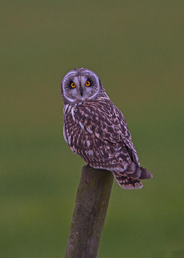 Short Eared Owl  #3 Photograph by Paul Scoullar