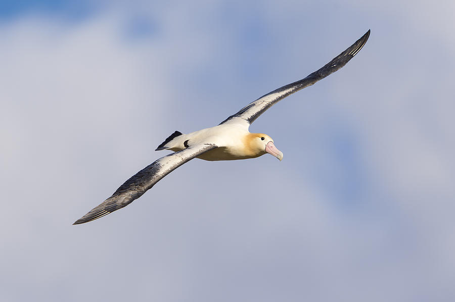 Short-tailed Albatross Flying Torishima #3 Photograph by Tui De Roy