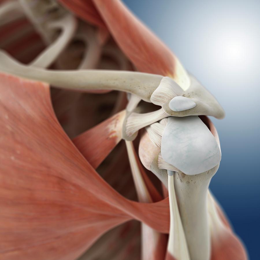 Bone Photograph - Shoulder Anatomy #3 by Springer Medizin