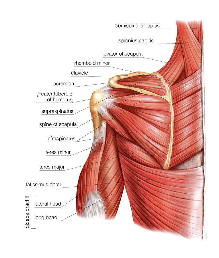 Shoulder Muscles 3 Photograph By Asklepios Medical Atlas Pixels Merch