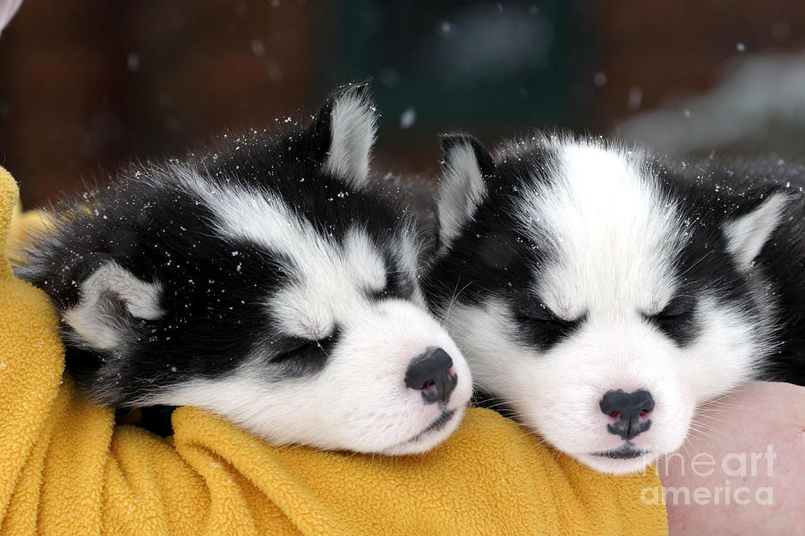Dog Photograph - Siberian Husky Puppies #3 by Rolf Kopfle