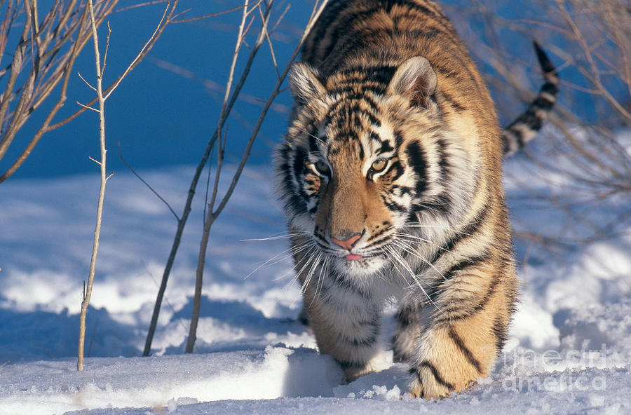 Siberian Tiger #2 Photograph by Alan Carey