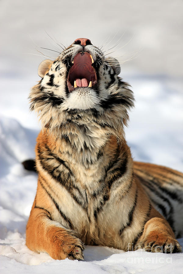 Siberian Tiger #3 Photograph by Sohns/Okapia