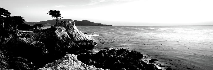 Black And White Photograph - Silhouette Of Lone Cypress Tree #3 by Panoramic Images