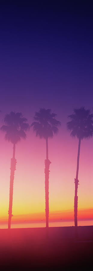 Silhouette Of Palm Trees On Beach #3 Photograph by Panoramic Images