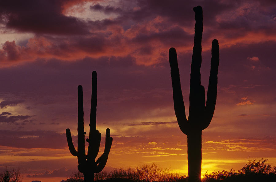 Nature Photograph - Silhouetted saguaro cactus sunset at dusk Arizona State USA #3 by Jim Corwin