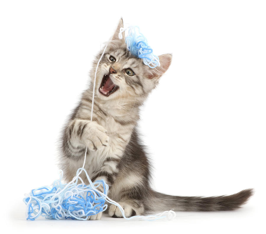 Silver Tabby Kitten Photograph by Mark Taylor - Fine Art America