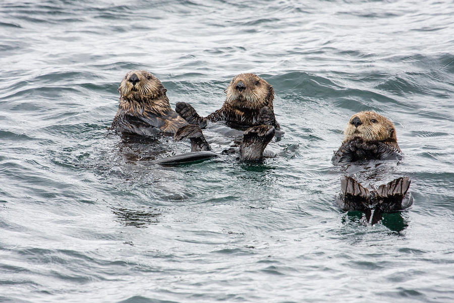 Sitka Alaska Sea Otter Series Photograph by Josh Whalen | Fine Art America