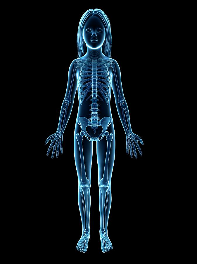 Skeletal System Of Girl #3 Photograph by Sebastian Kaulitzki
