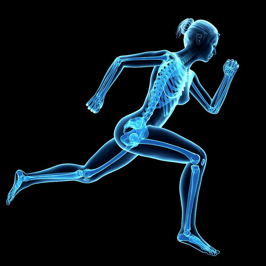 Skeletal System Of Jogger #3 Photograph by Sebastian Kaulitzki