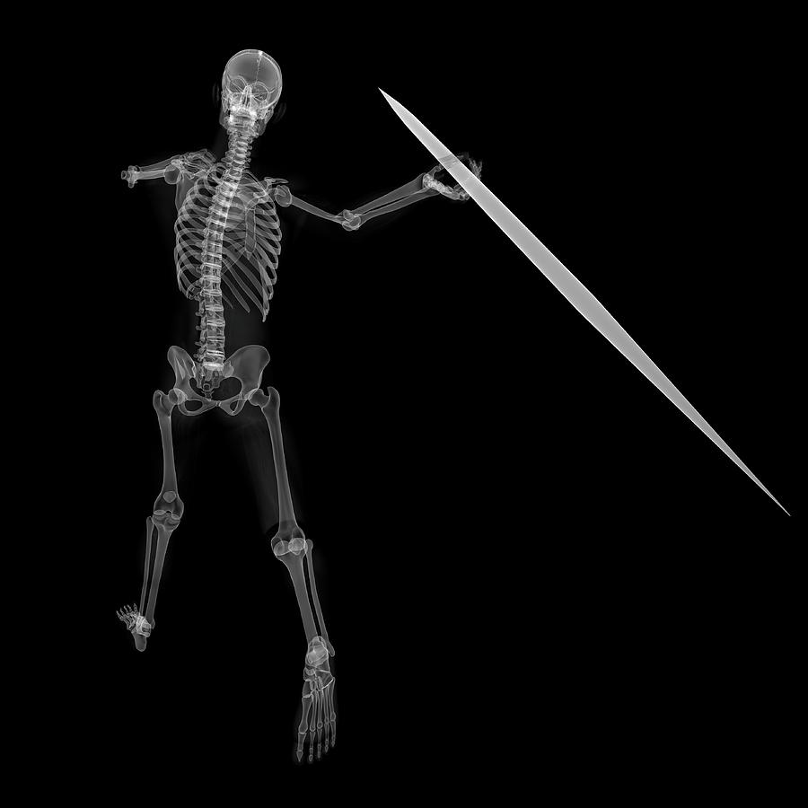 Black And White Photograph - Skeleton Throwing Javelin #3 by Sciepro/science Photo Library