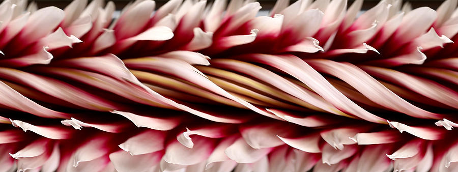 Slit-scan Image Of Dahlia Flower #3 Photograph by Ted Kinsman