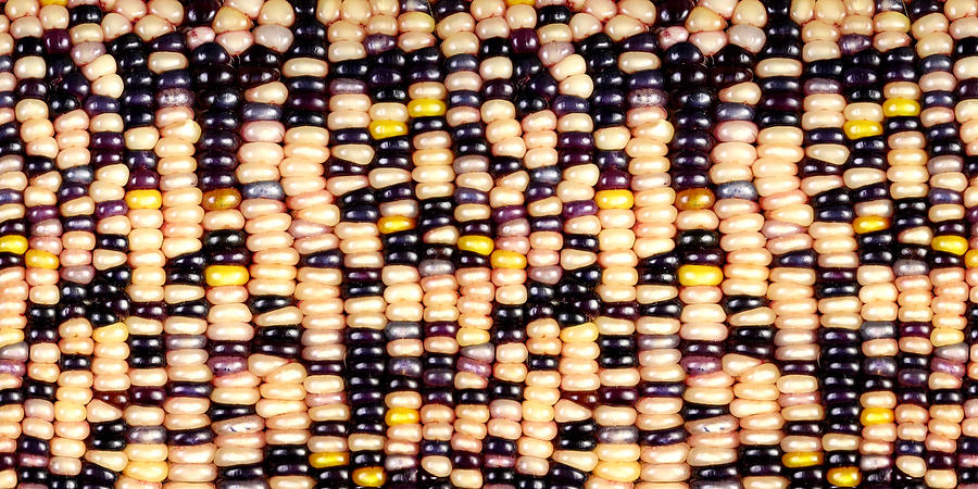 Slit-scan Image Of Flint Corn #3 Photograph by Ted Kinsman