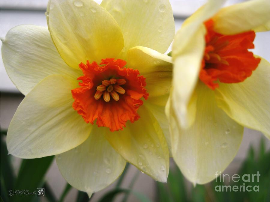 Flower Photograph - Small-Cupped Daffodil named Barrett Browning #3 by J McCombie