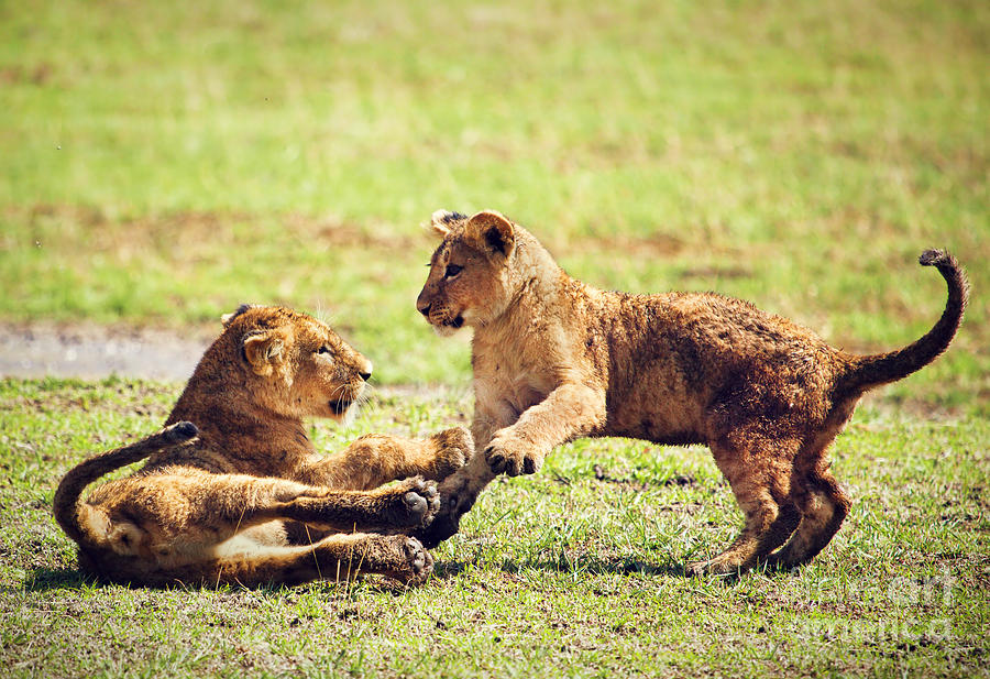Small lion cubs playing. Tanzania #3 Photograph by Michal Bednarek