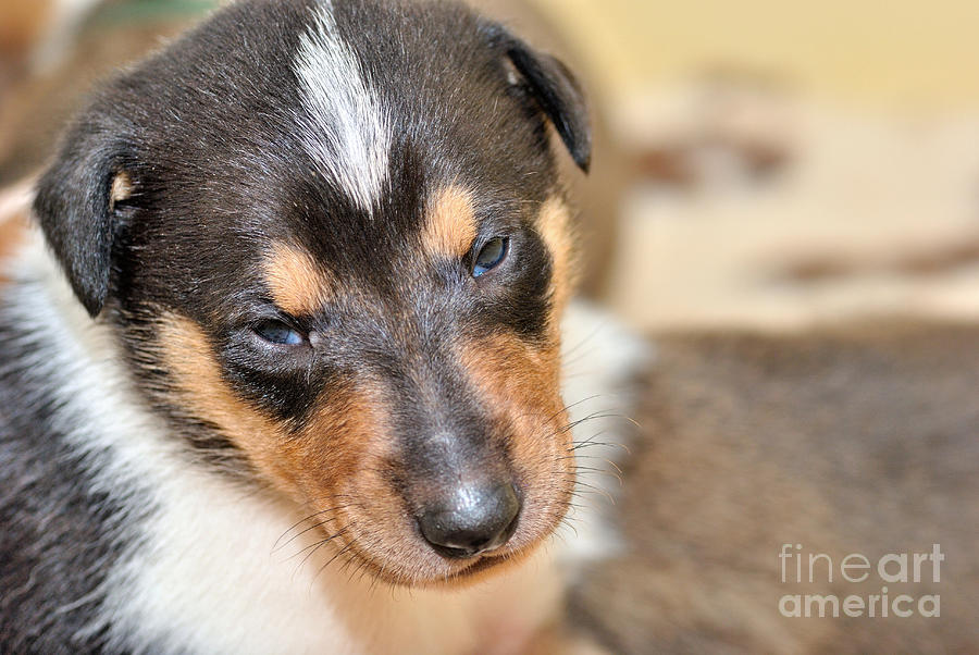 Dog Photograph - Smooth collie puppy #3 by Martin Capek