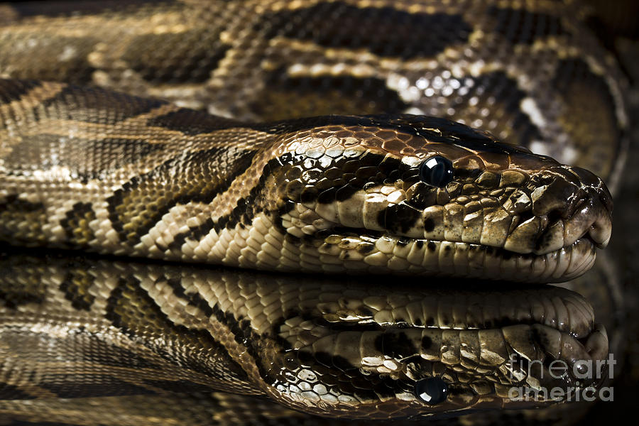 Snake #3 Photograph by Gunnar Orn Arnason