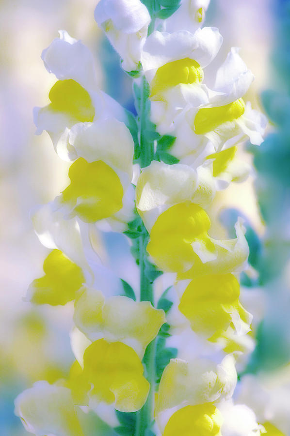 Snapdragon (antirrhinum Majus) #3 Photograph by Maria Mosolova/science ...